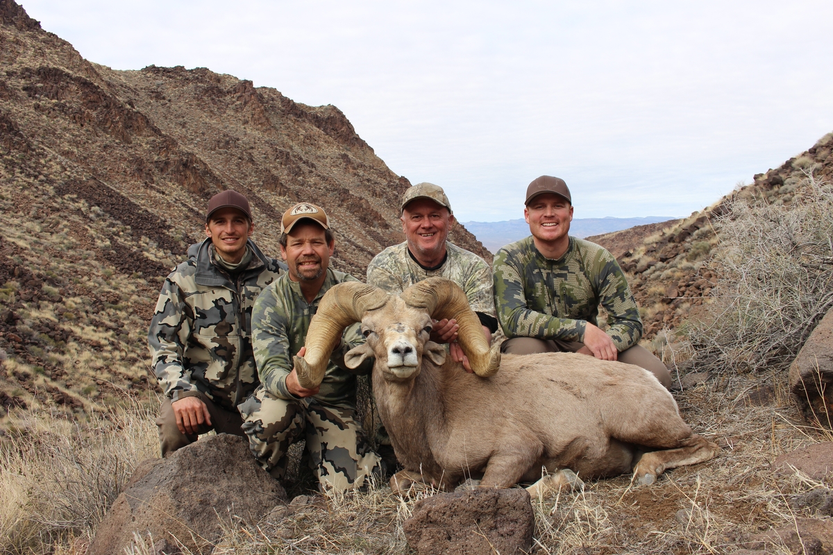 Bighorn Sheep