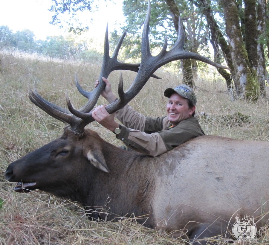 Roosevelt elk 