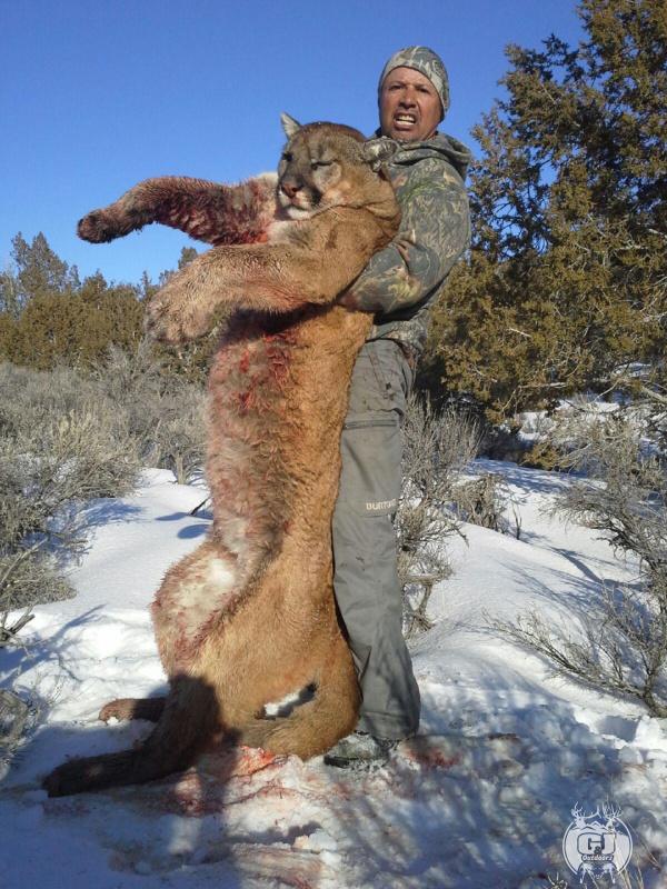 Mountain Lion