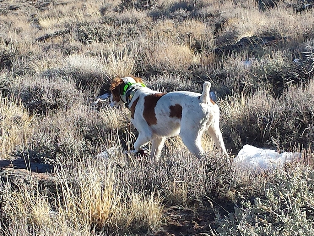 Nevada Quail Hunting Guide - Wild Chukar Hunts