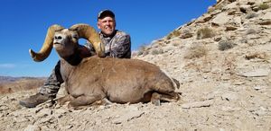 Nevada Bighorn Sheep Hunting Guide Outfitter Desert Sheep Hunts NV
